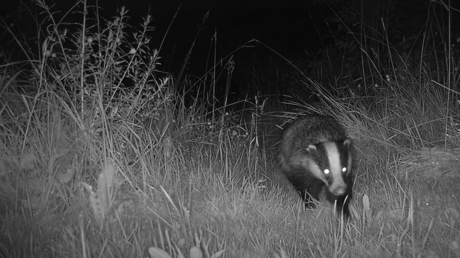 Nachtaufnahme eines Dachses